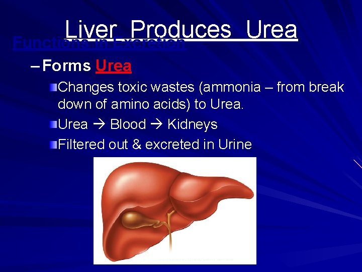 Liver Produces Urea Functions in Excretion – Forms Urea Changes toxic wastes (ammonia –