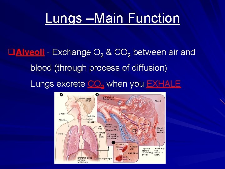 Lungs –Main Function q. Alveoli - Exchange O 2 & CO 2 between air