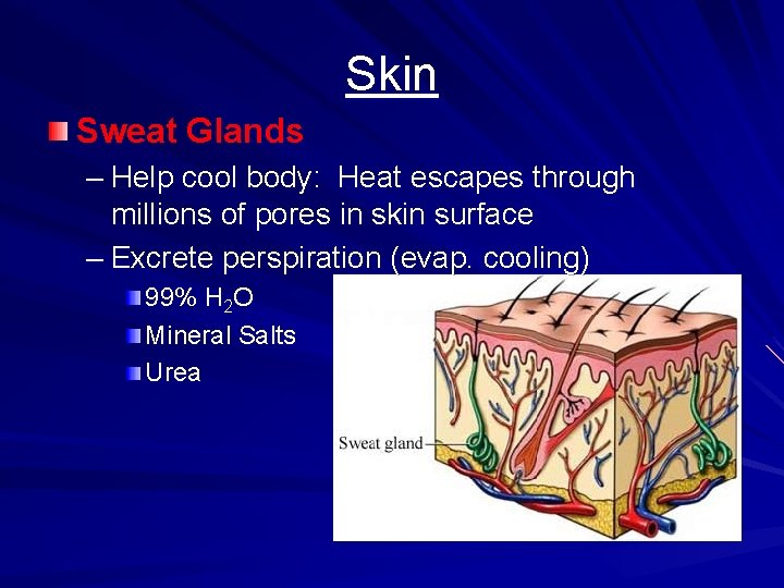 Skin Sweat Glands – Help cool body: Heat escapes through millions of pores in