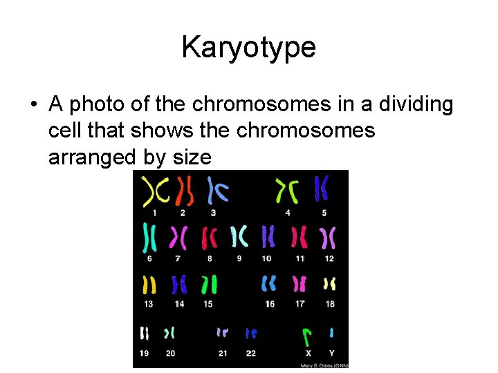Karyotype • A photo of the chromosomes in a dividing cell that shows the