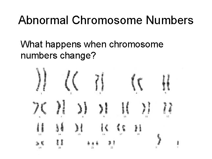 Abnormal Chromosome Numbers What happens when chromosome numbers change? 