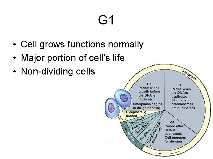 G 1 • Cell grows functions normally • Major portion of cell’s life •