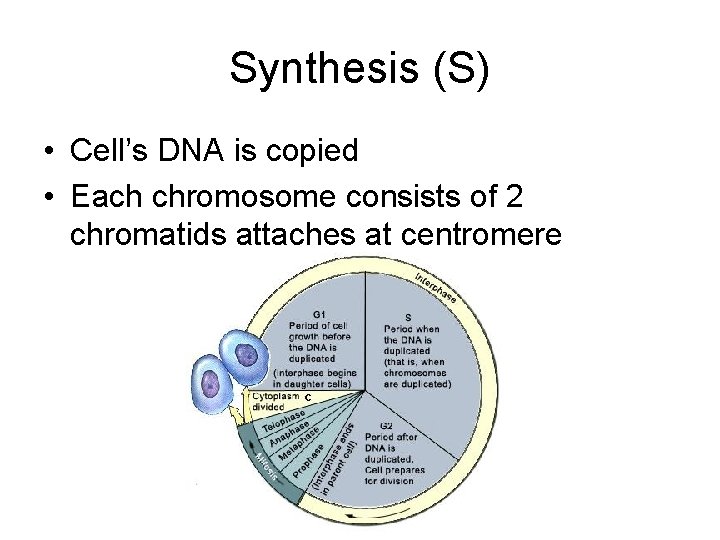 Synthesis (S) • Cell’s DNA is copied • Each chromosome consists of 2 chromatids