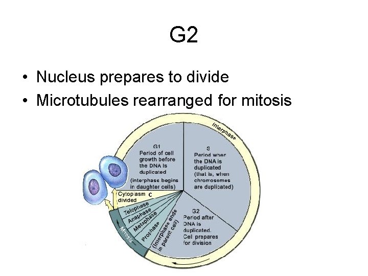 G 2 • Nucleus prepares to divide • Microtubules rearranged for mitosis 