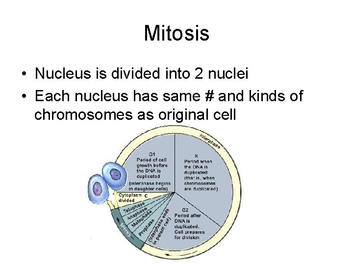 Mitosis • Nucleus is divided into 2 nuclei • Each nucleus has same #
