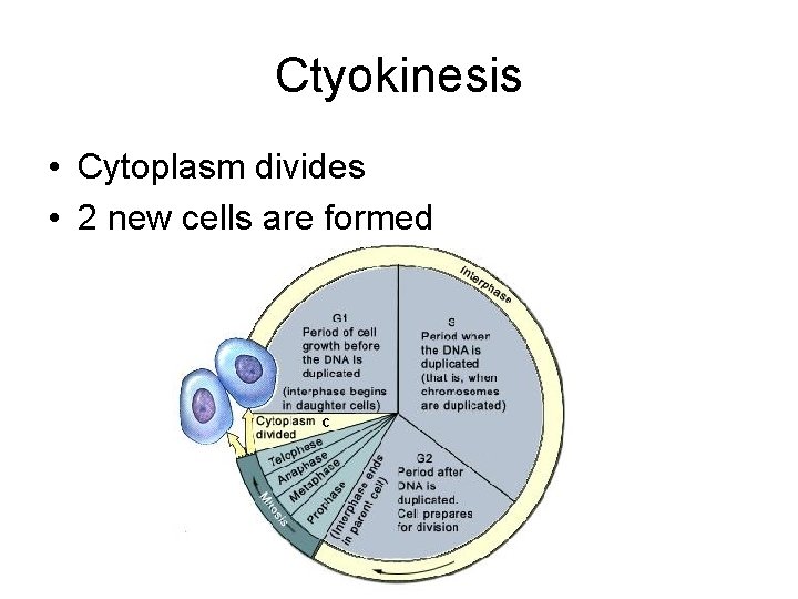 Ctyokinesis • Cytoplasm divides • 2 new cells are formed 