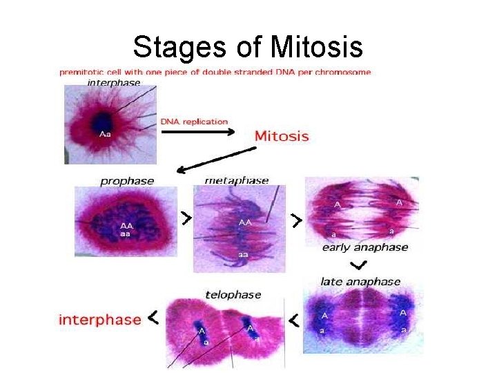 Stages of Mitosis 