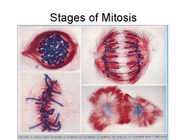Stages of Mitosis 