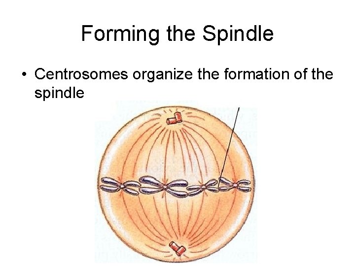 Forming the Spindle • Centrosomes organize the formation of the spindle 