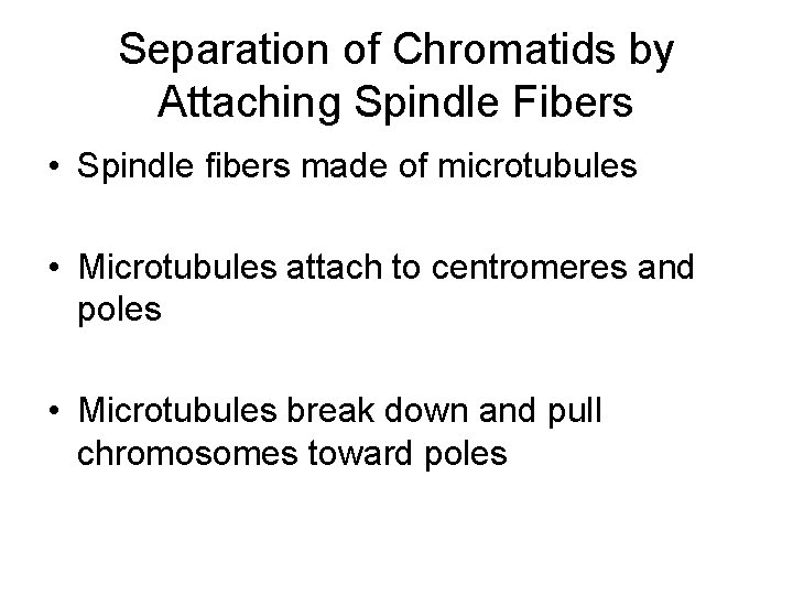 Separation of Chromatids by Attaching Spindle Fibers • Spindle fibers made of microtubules •