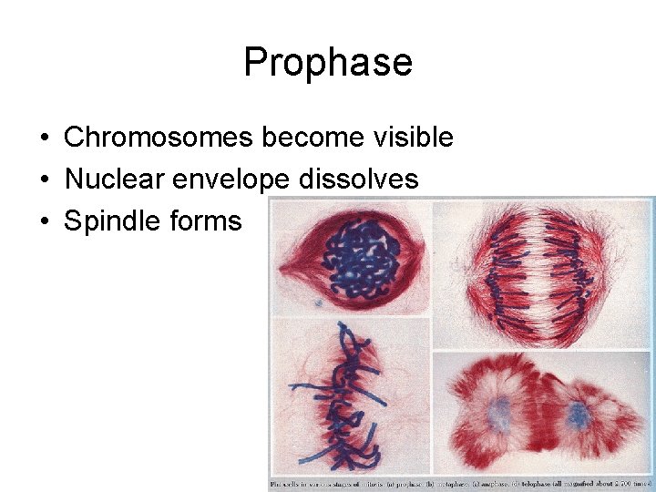 Prophase • Chromosomes become visible • Nuclear envelope dissolves • Spindle forms 
