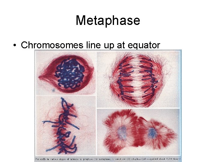 Metaphase • Chromosomes line up at equator 