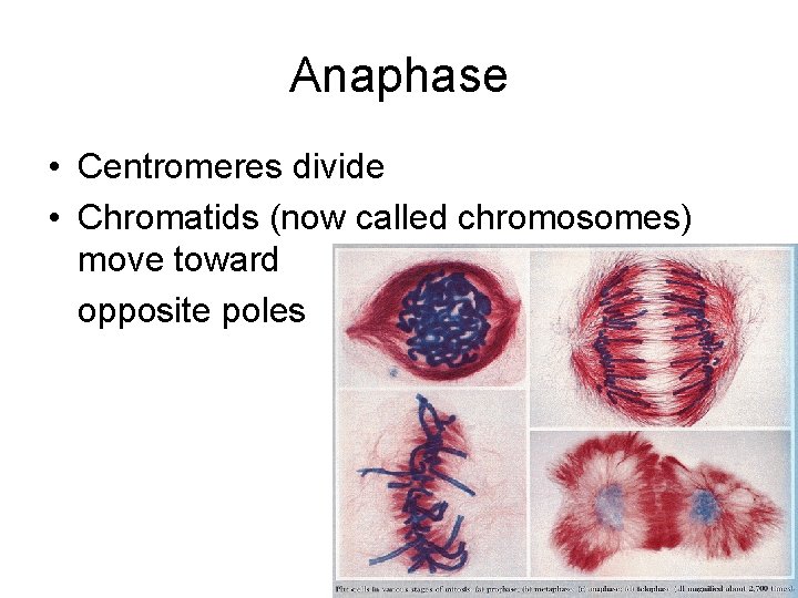 Anaphase • Centromeres divide • Chromatids (now called chromosomes) move toward opposite poles 