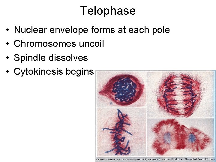 Telophase • • Nuclear envelope forms at each pole Chromosomes uncoil Spindle dissolves Cytokinesis