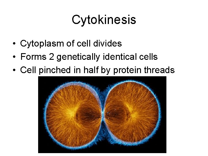 Cytokinesis • Cytoplasm of cell divides • Forms 2 genetically identical cells • Cell