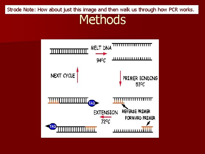 Strode Note: How about just this image and then walk us through how PCR