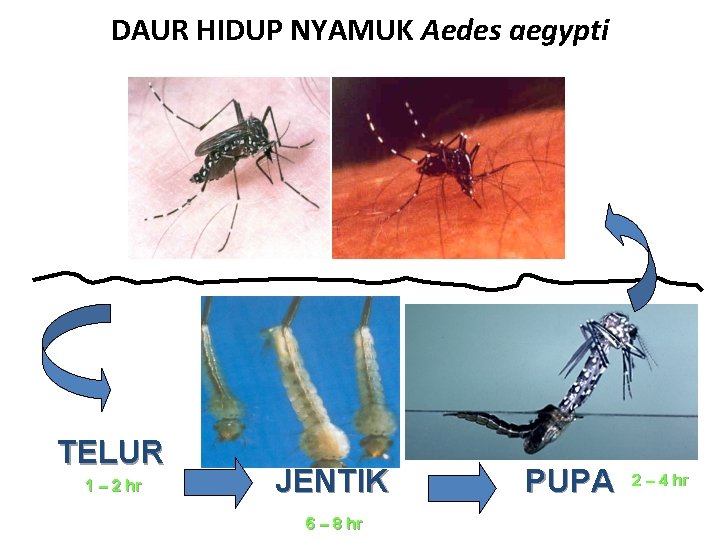 DAUR HIDUP NYAMUK Aedes aegypti TELUR 1 – 2 hr JENTIK 6 – 8