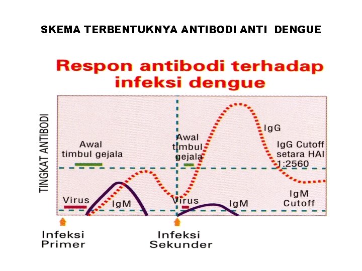 SKEMA TERBENTUKNYA ANTIBODI ANTI DENGUE 