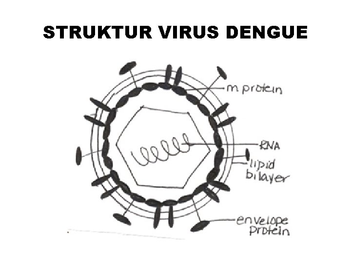 STRUKTUR VIRUS DENGUE 