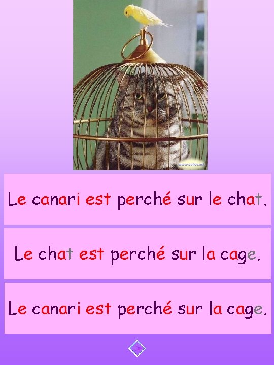 Le canari est perché sur le chat. Le chat est perché sur la cage.