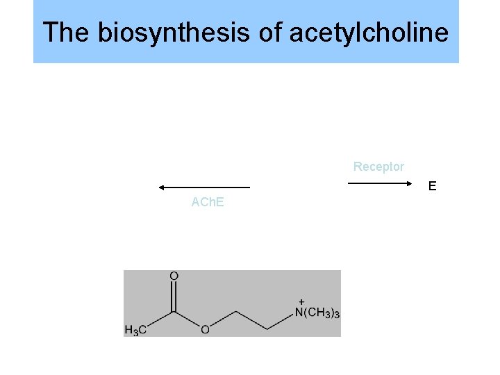 The biosynthesis of acetylcholine Receptor E ACh. E The biosynthesis of acetylcholine Receptor E ACh. E