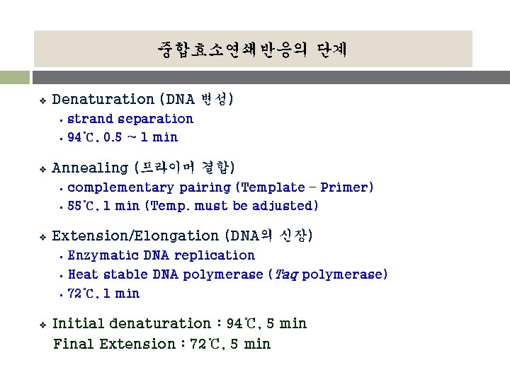 중합효소연쇄반응의 단계 v Denaturation (DNA 변성) § § v Annealing (프라이머 결합) § §