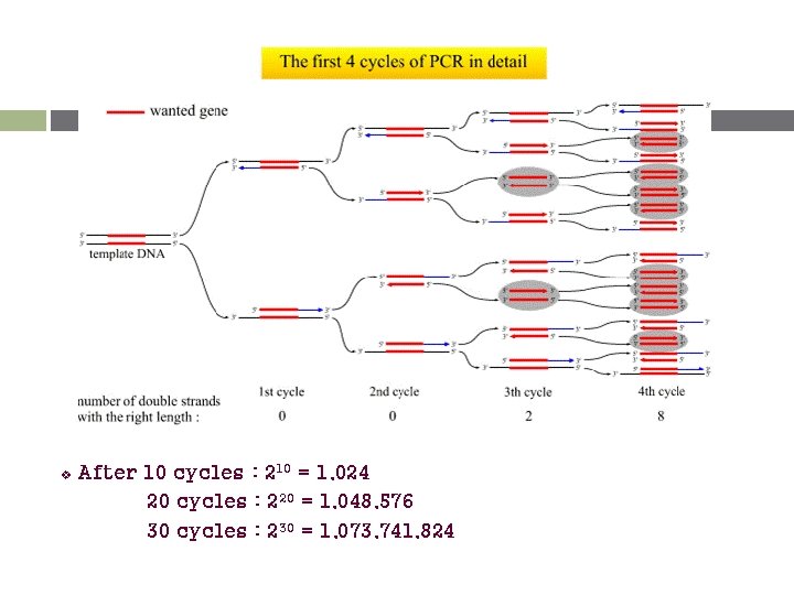 v After 10 cycles : 210 = 1, 024 20 cycles : 220 =