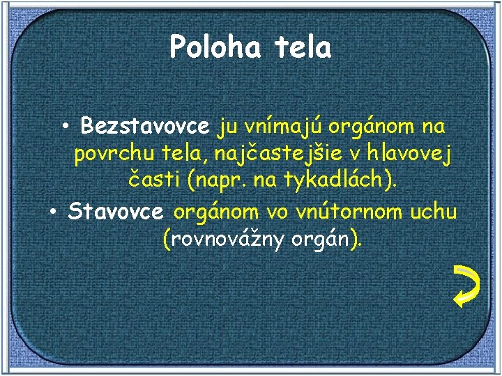 Poloha tela • Bezstavovce ju vnímajú orgánom na povrchu tela, najčastejšie v hlavovej časti