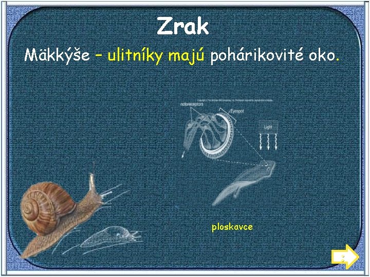 Zrak Mäkkýše – ulitníky majú pohárikovité oko. ploskavce ; 