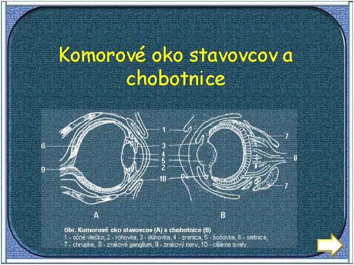 Komorové oko stavovcov a chobotnice 