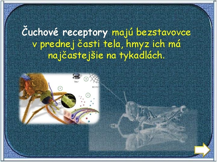 Čuchové receptory majú bezstavovce v prednej časti tela, hmyz ich má najčastejšie na tykadlách.