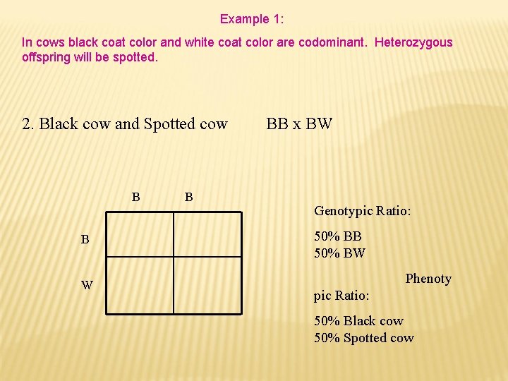 Example 1: In cows black coat color and white coat color are codominant. Heterozygous