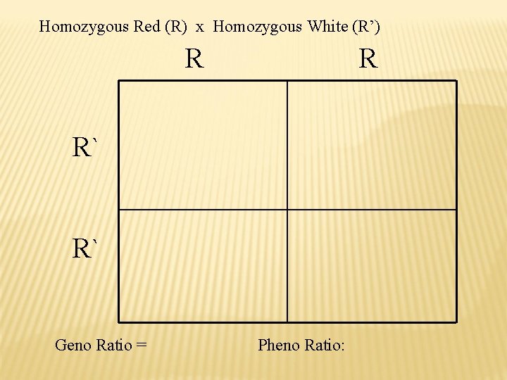 Homozygous Red (R) x Homozygous White (R’) R R R` R` Geno Ratio =