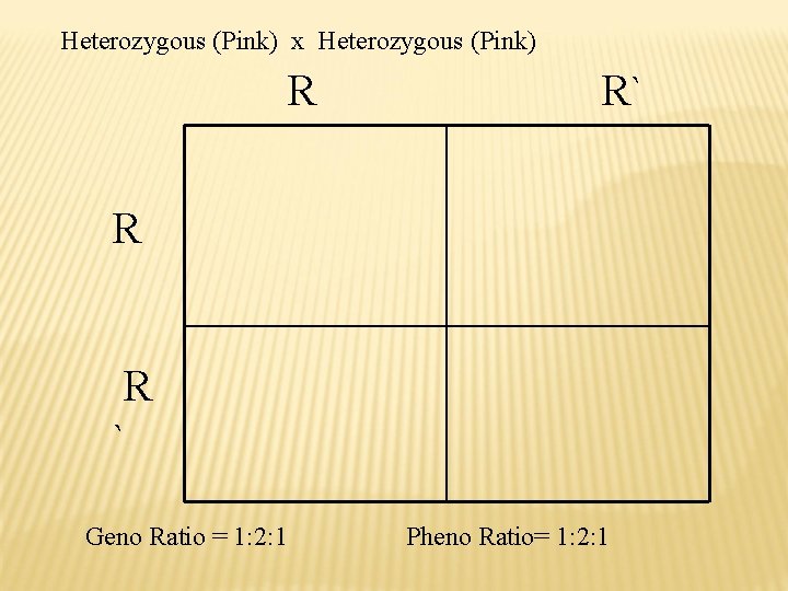 Heterozygous (Pink) x Heterozygous (Pink) R R` R R ` Geno Ratio = 1: