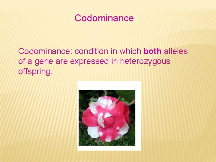 Codominance: condition in which both alleles of a gene are expressed in heterozygous offspring.