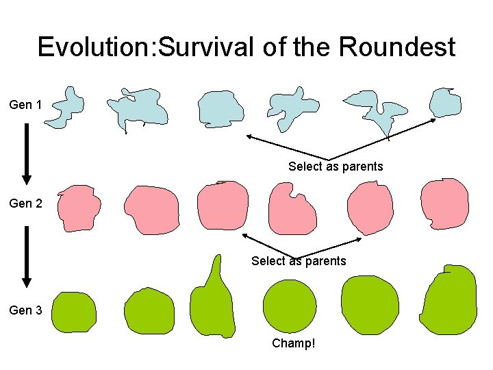 Evolution: Survival of the Roundest Gen 1 Select as parents Gen 2 Select as