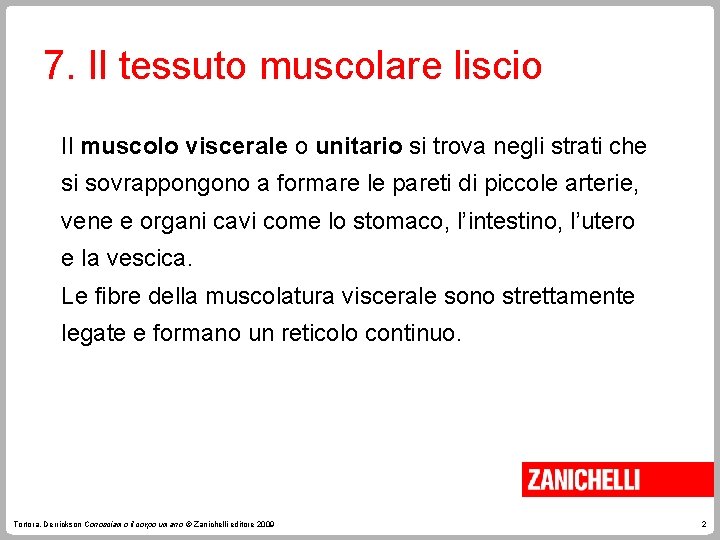 7. Il tessuto muscolare liscio Il muscolo viscerale o unitario si trova negli strati