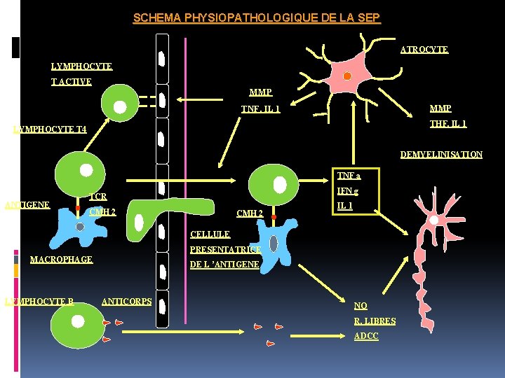 SCHEMA PHYSIOPATHOLOGIQUE DE LA SEP ATROCYTE LYMPHOCYTE T ACTIVE MMP TNF, IL 1 MMP