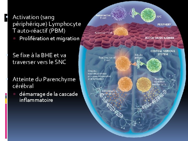  Activation (sang périphérique) Lymphocyte T auto-réactif (PBM) Prolifération et migration Se fixe à