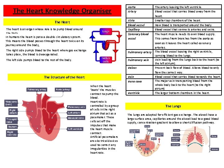The Heart Knowledge Organiser Aorta Artery Atria Blood vessel Capillary Coronary blood vessel The