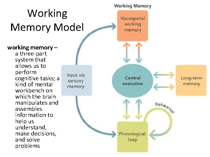 Working Memory Model working memory – a three-part system that allows us to perform