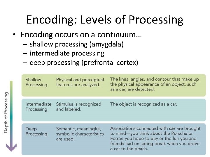 Encoding: Levels of Processing • Encoding occurs on a continuum… – shallow processing (amygdala)