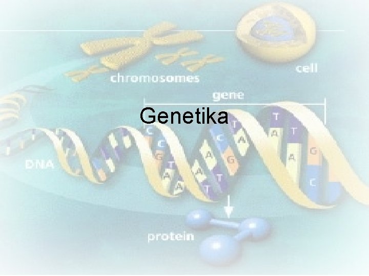 Genetika 