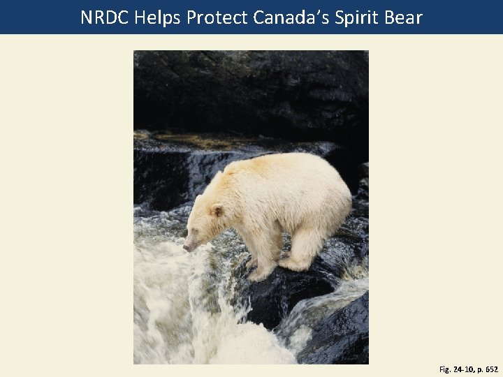 NRDC Helps Protect Canada’s Spirit Bear Fig. 24 -10, p. 652 
