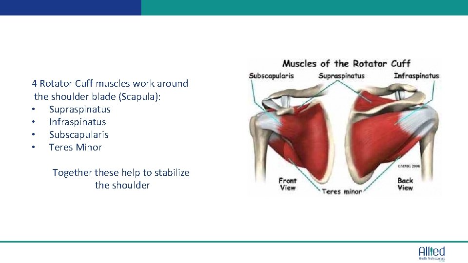 4 Rotator Cuff muscles work around the shoulder blade (Scapula): • Supraspinatus • Infraspinatus