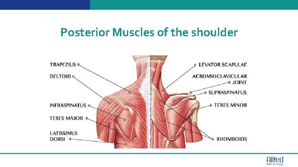 Posterior Muscles of the shoulder Text 003 