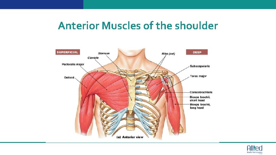 Anterior Muscles of the shoulder Text 003 