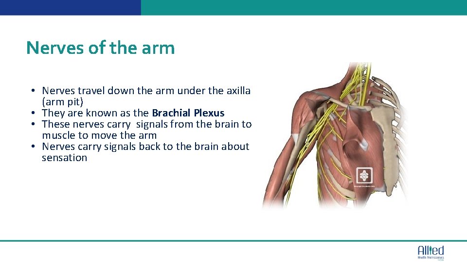 Nerves of the arm • Nerves travel down the arm under the axilla (arm