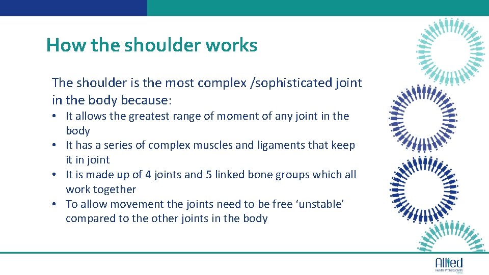 How the shoulder works 01 The shoulder is the most complex /sophisticated joint in