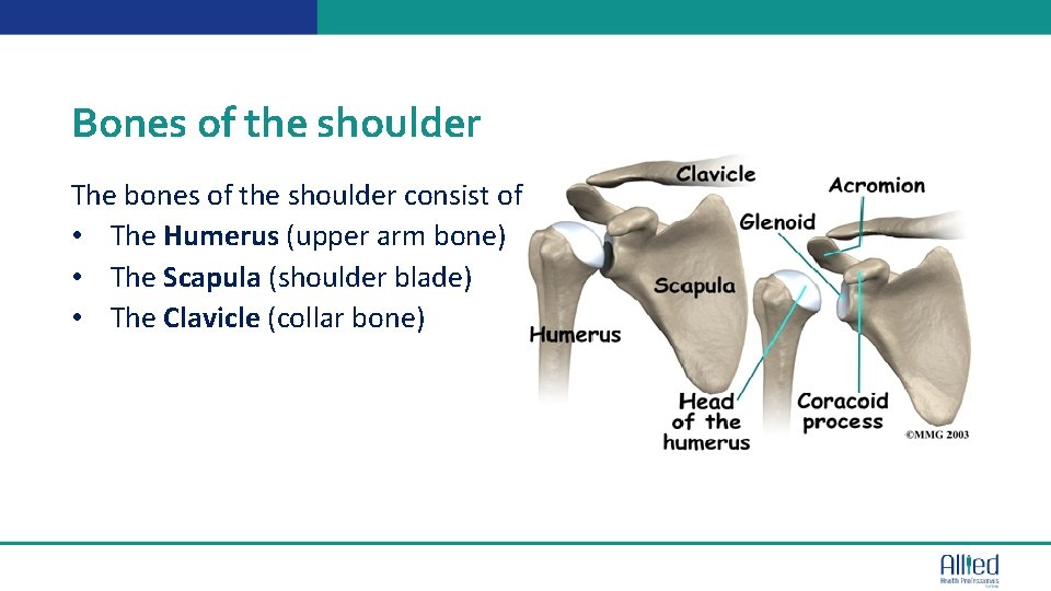 Bones of the shoulder The bones of the shoulder consist of: • The Humerus